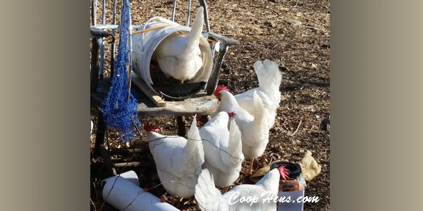 Chicken Nesting Box DIY Fast Easy Cheap