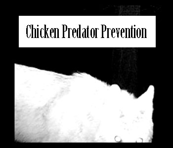 Chicken Predator Coyote