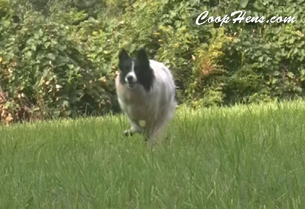 Hen Saved from Coyote by Daisy Dog