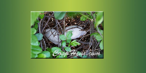 Raising Baby Chicks 4 weeks Meed the hens