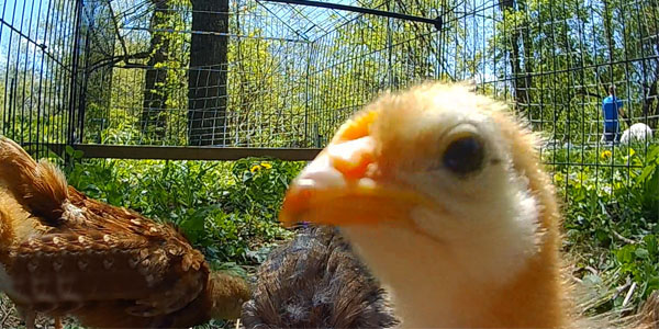 Raising Baby Chicks 3 Weeks Old