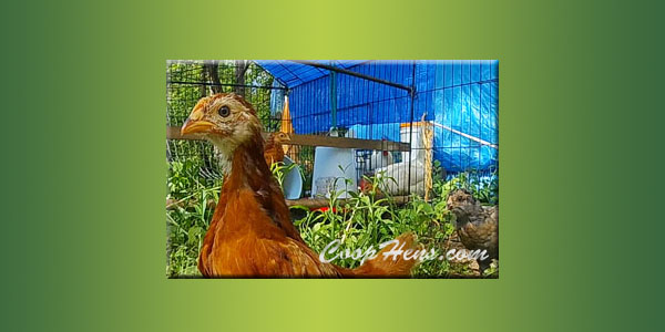 Raising Baby Chicks Week 4 Meet the hens