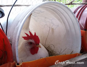 Raising Chickens in back yard