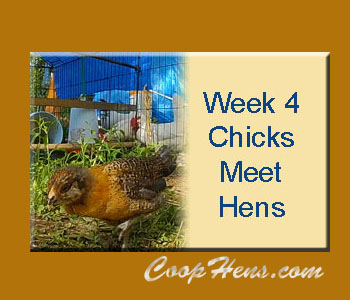 Raising Baby Chicks Week 4