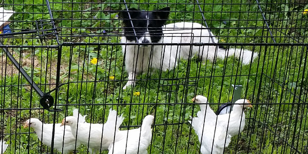 Train Dog to Herd Chickens Introducing