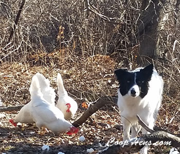 Train Dog To Herd Chickens & Hens