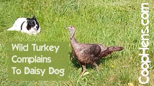 Turkey Complains to Border Collie Daisy Dog